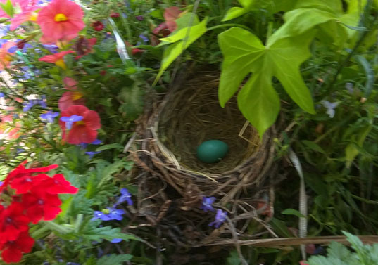 robins egg hanging basket