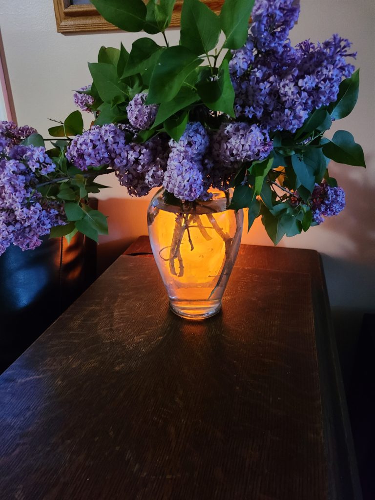 minnesota lilac